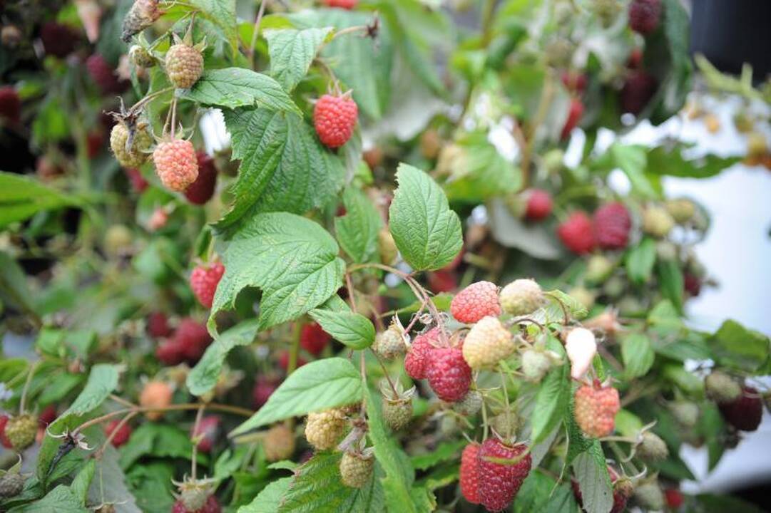 Vilniuje - tradicinė rudens gėrybių mugė 