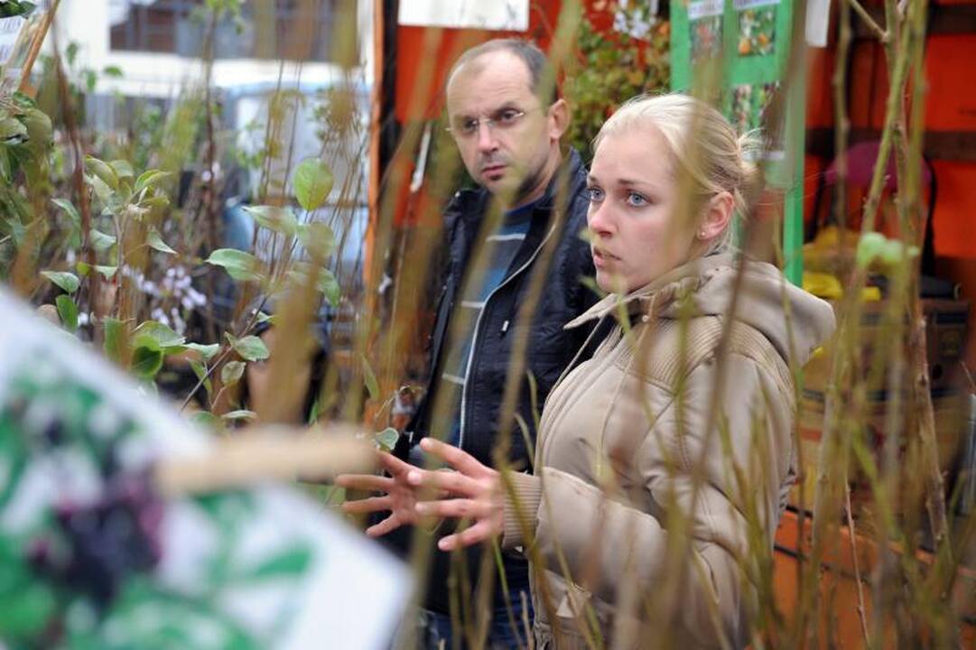 Vilniuje - tradicinė rudens gėrybių mugė 