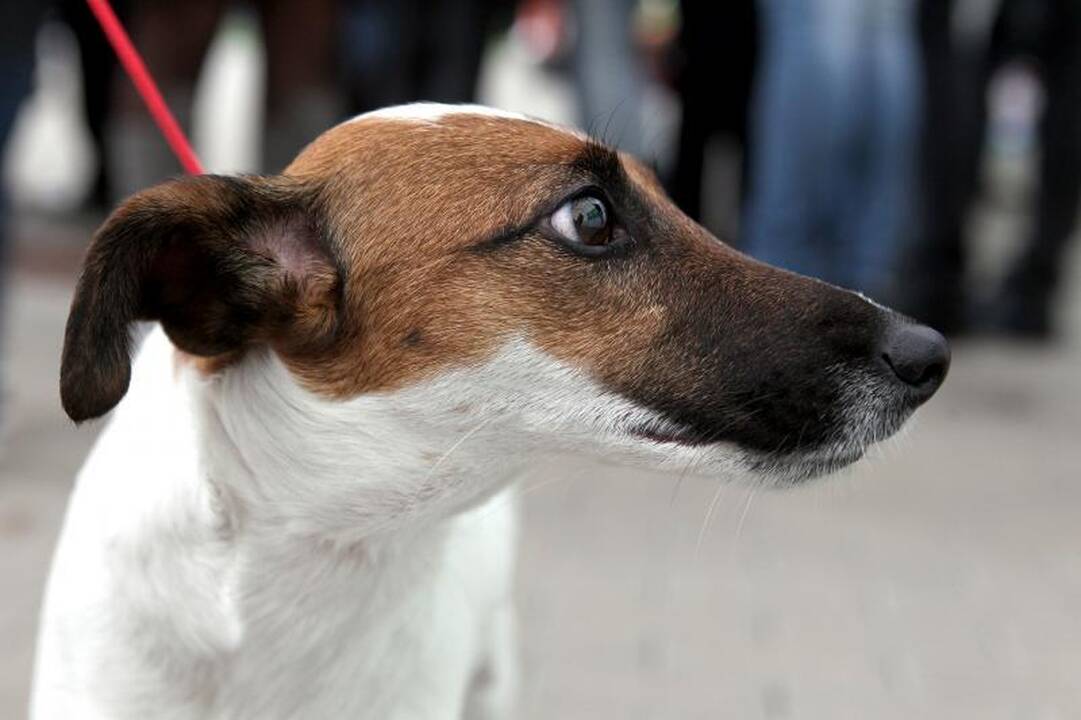 Nesurinktas augintinių išmatas Ispanijoje „grąžins“ paštu