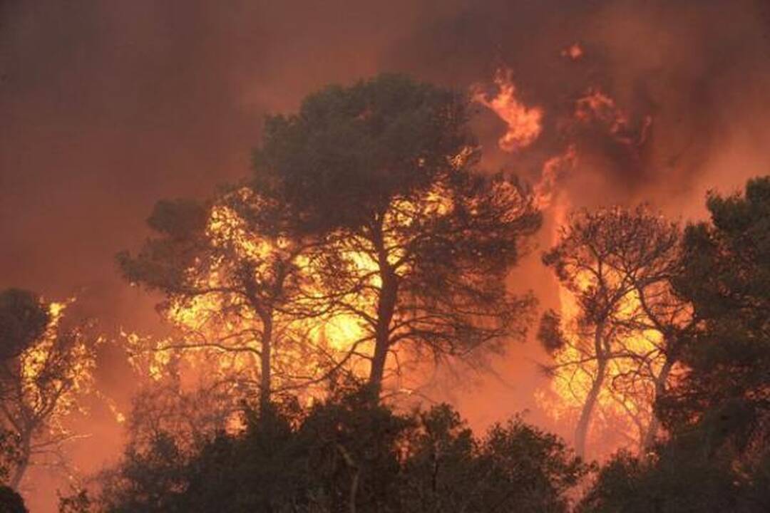 Izraelyje siaučiantys miškų gaisrai nusinešė 41 žmogaus gyvybę (papildyta)