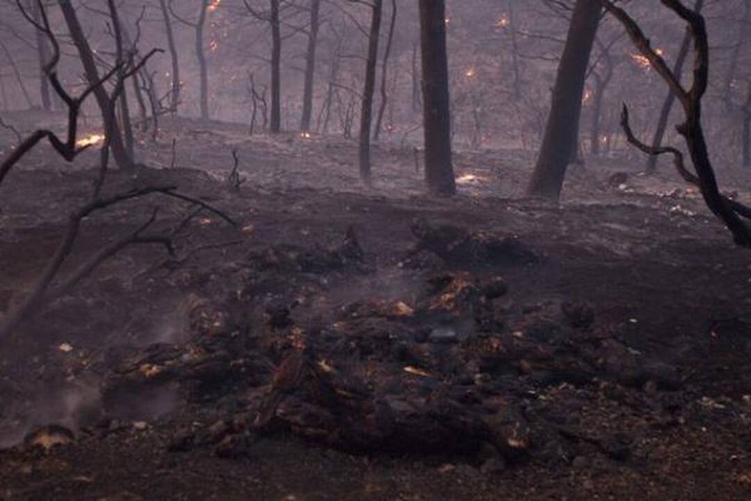 Izraelyje siaučiantys miškų gaisrai nusinešė 41 žmogaus gyvybę (papildyta)