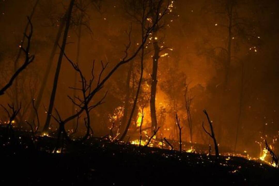 Izraelyje siaučiantys miškų gaisrai nusinešė 41 žmogaus gyvybę (papildyta)