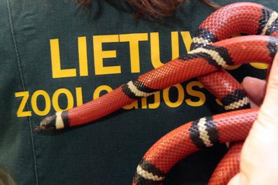 Į Kaune klaidžiojusią pieniškąją gyvatę pretenduoja net šeši šeimininkai (papildyta)