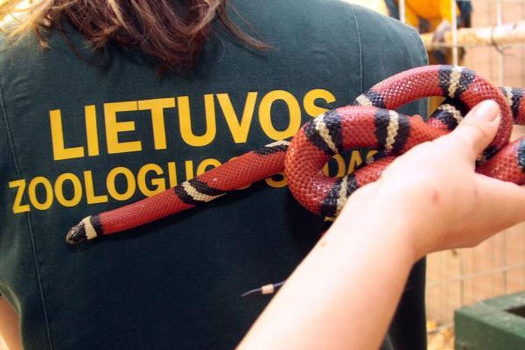 Į Kaune klaidžiojusią pieniškąją gyvatę pretenduoja net šeši šeimininkai (papildyta)
