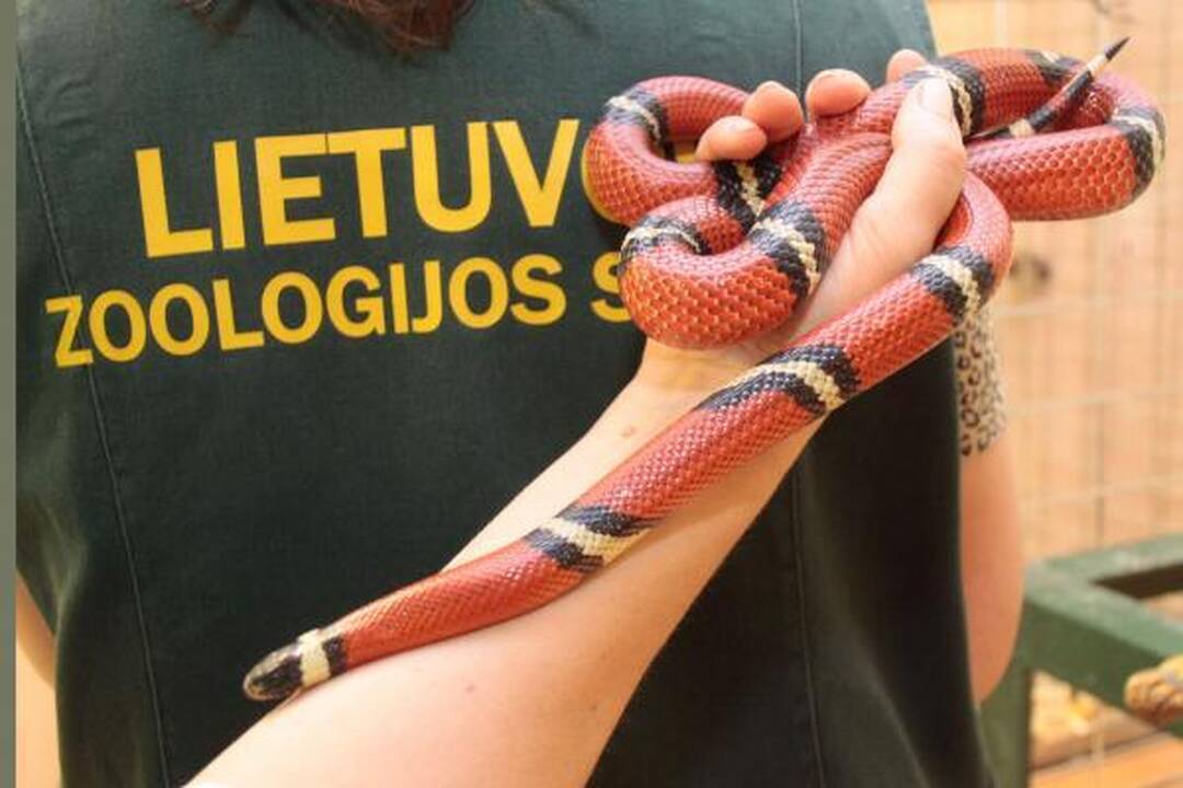 Į Kaune klaidžiojusią pieniškąją gyvatę pretenduoja net šeši šeimininkai (papildyta)