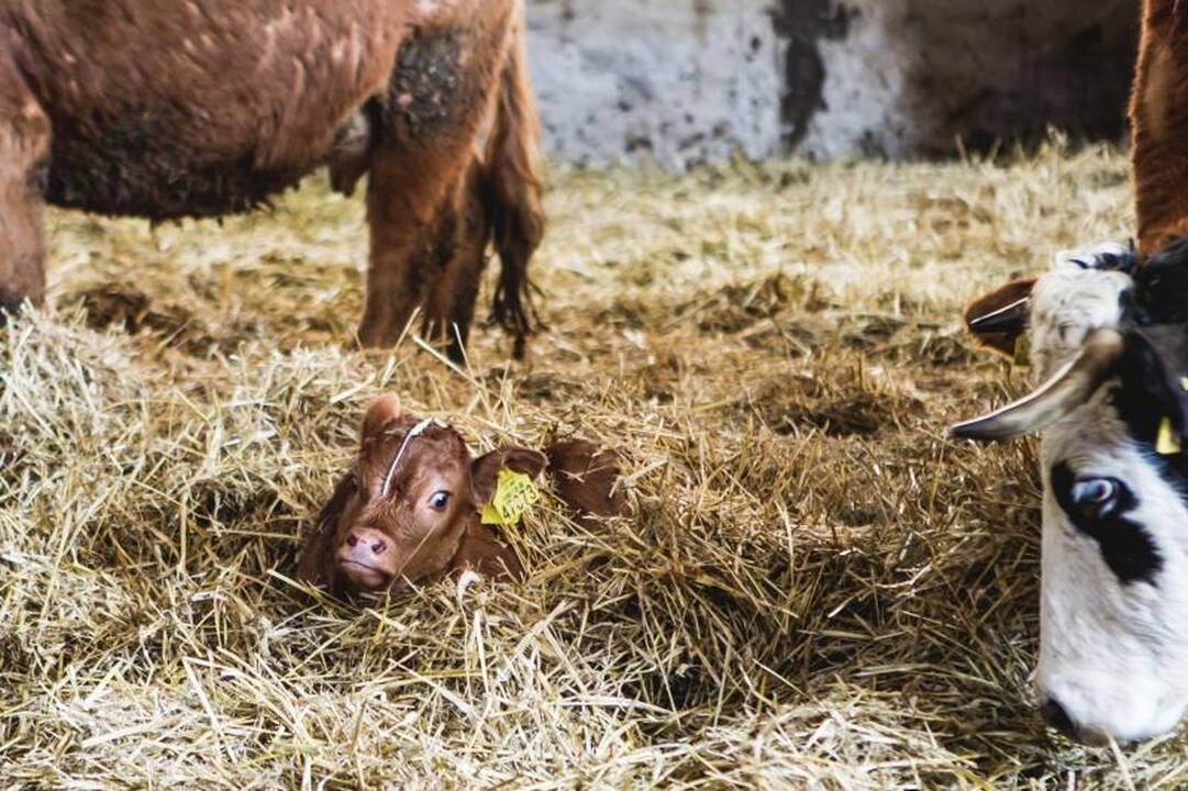 Į ūkininko dienotvarkę įeina ir kelionės į Afriką 