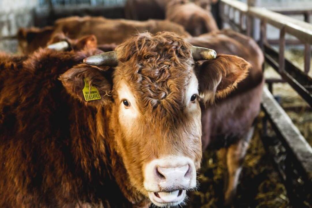 Į ūkininko dienotvarkę įeina ir kelionės į Afriką 