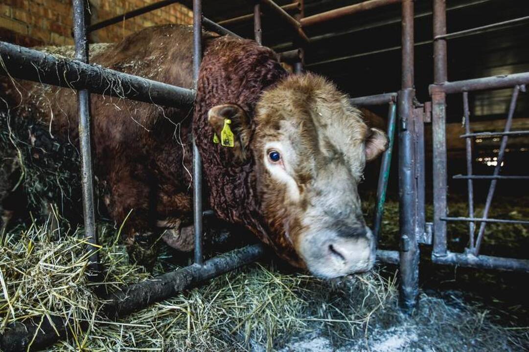 Į ūkininko dienotvarkę įeina ir kelionės į Afriką 