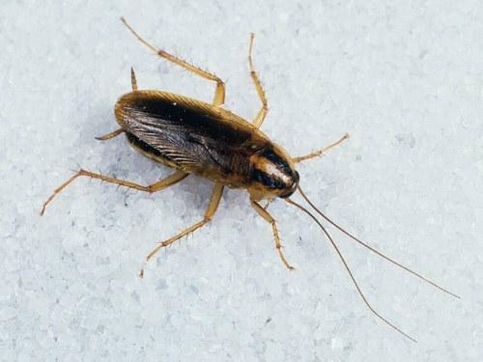 Tarakonų galybės paslaptis: ar išties gajūs, stiprūs, vikrūs?