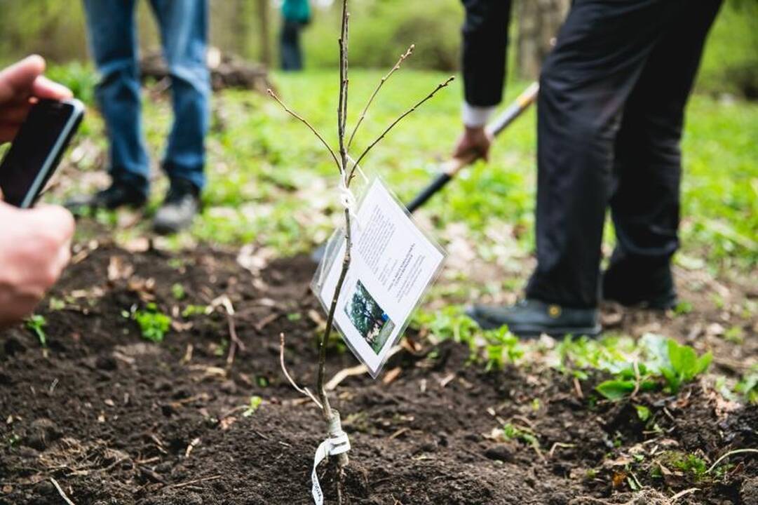 B. Galdikas į Lietuvą iš Indonezijos sugrįžo sodinti ąžuolų