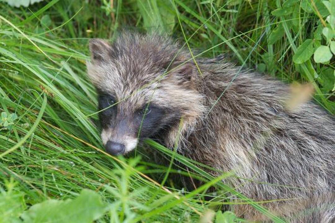 Užkluptas mangutas apsimetė esąs negyvas