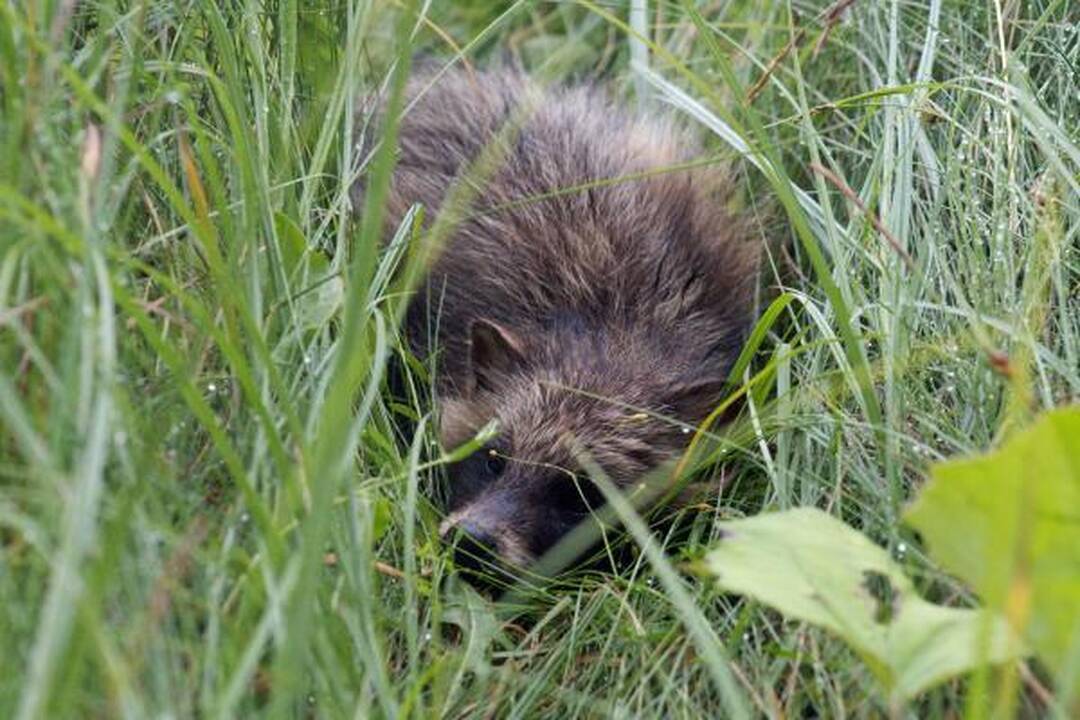 Užkluptas mangutas apsimetė esąs negyvas