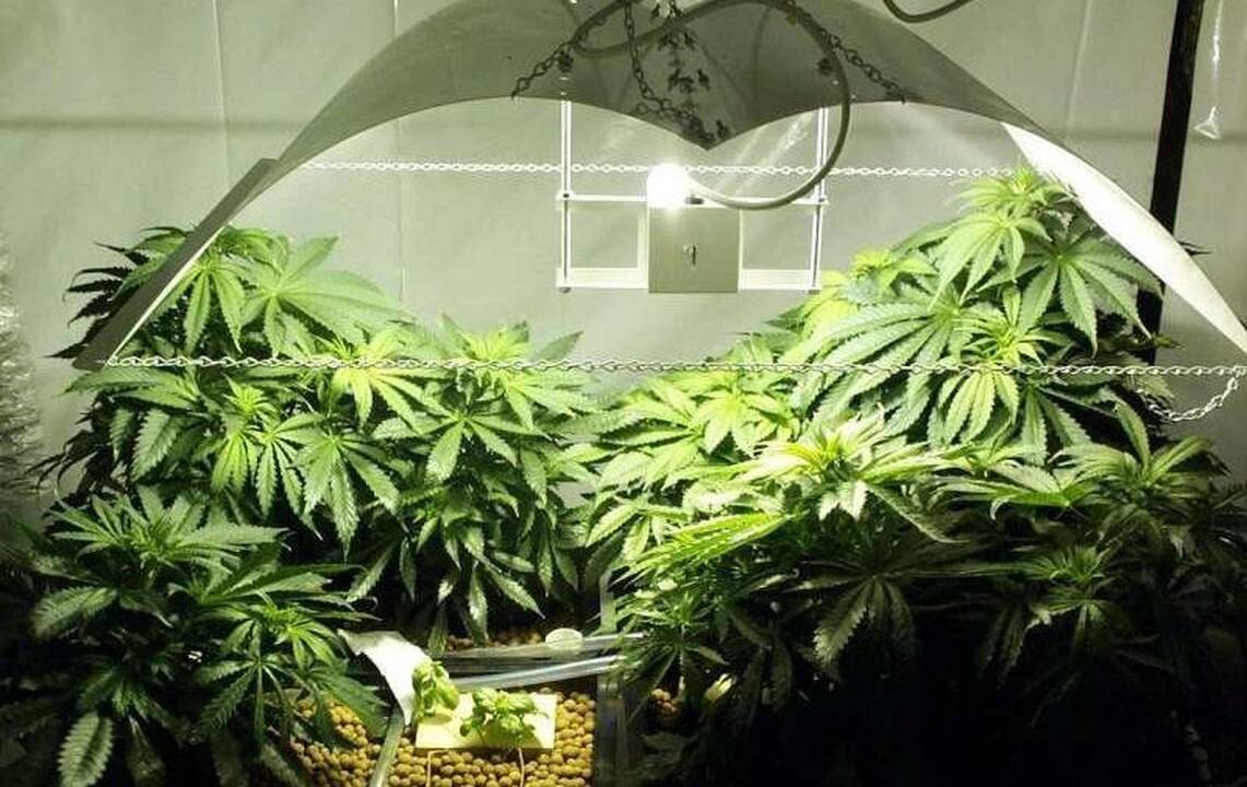 Dubline suimtas lietuvis su 29 kg kanapių 
