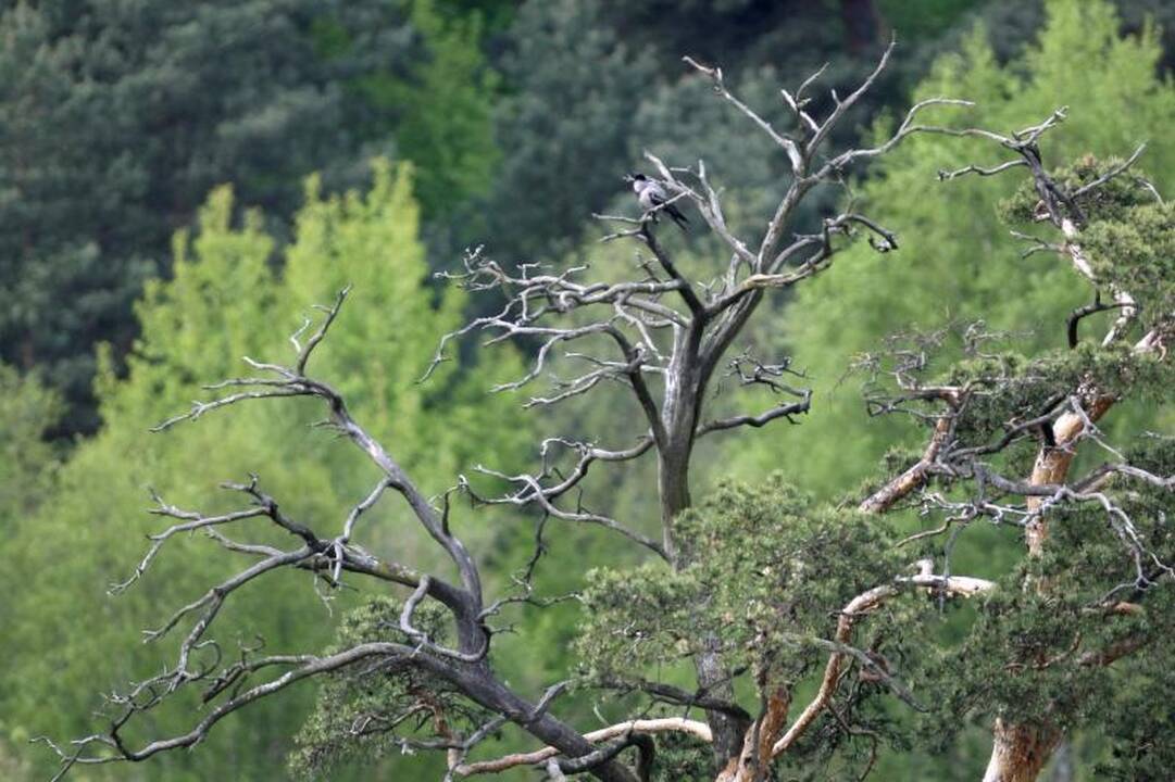 Juodkrantėje pušynus keičia lapuočių miškai
