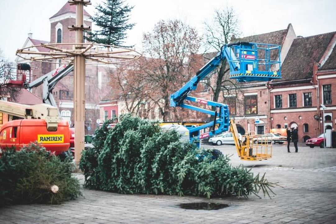 Rotušės aikštėje ryškėja auksinės Kalėdų eglės kontūrai