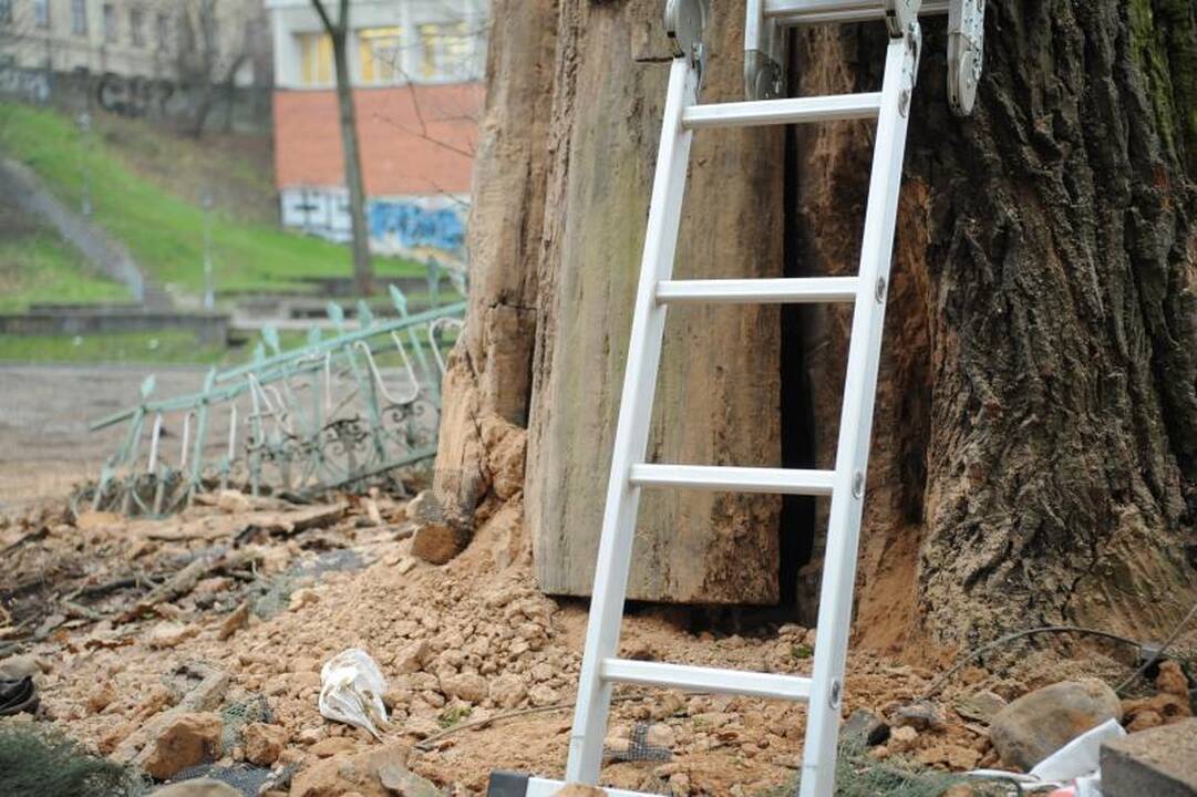 Seniausio Vilniaus ąžuolo viduje rasta net skudurų ir celofano