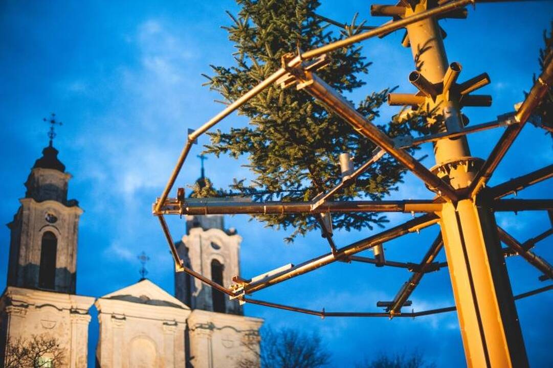 Rotušės aikštėje ryškėja auksinės Kalėdų eglės kontūrai