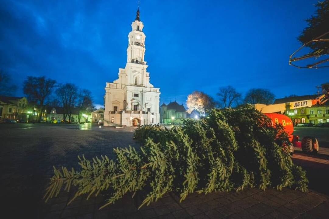 Rotušės aikštėje ryškėja auksinės Kalėdų eglės kontūrai