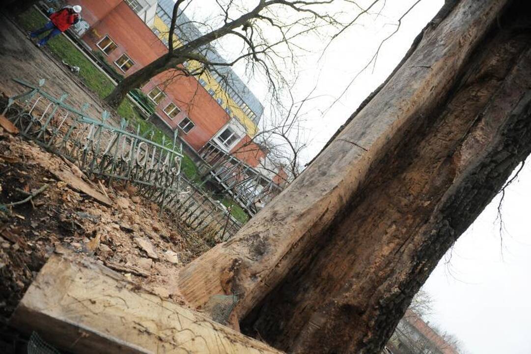 Seniausio Vilniaus ąžuolo viduje rasta net skudurų ir celofano