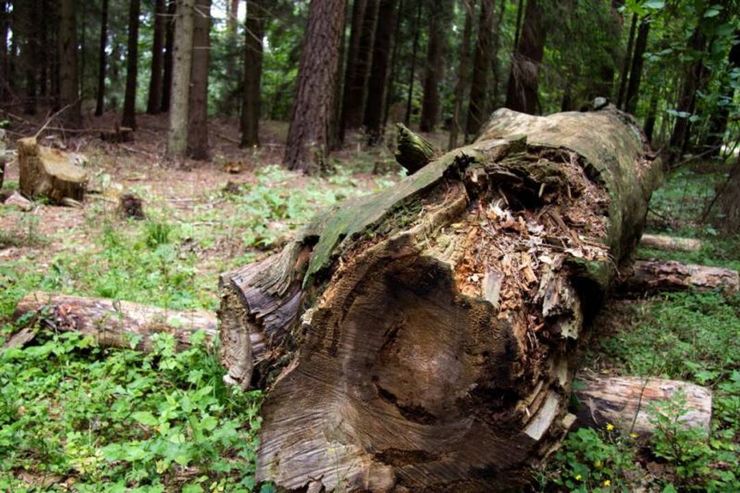 Kelionė unikaliu Asvejos regioniniu parku