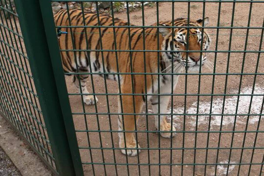 Zoologijos sodas žiemą: sniego labiausiai laukė Kasparas 