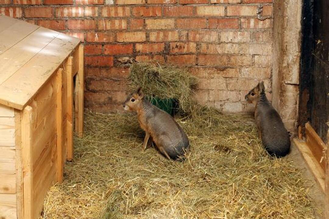 Zoologijos sodas žiemą: sniego labiausiai laukė Kasparas 