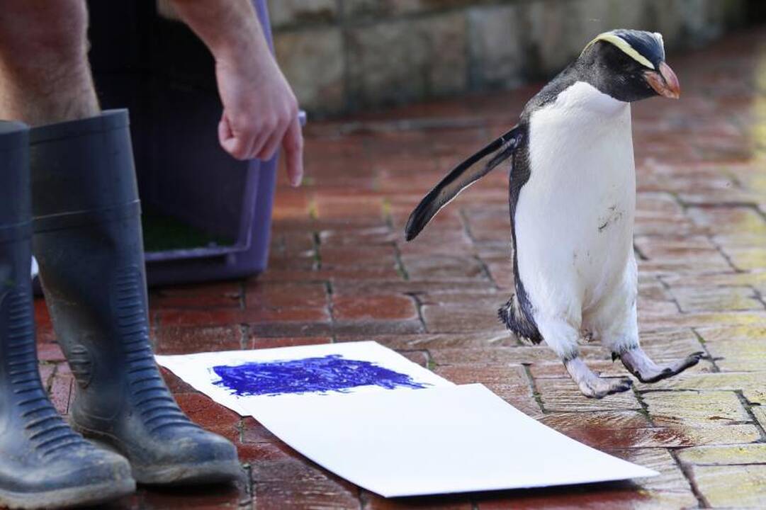Zoologijos sodo gyvūnai paliko pėdų atspaudus popieriuje