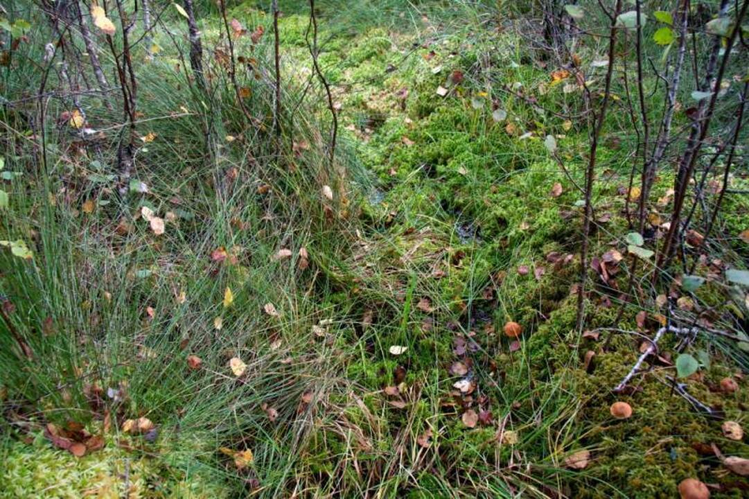 Kelionė po Kamanų valstybinį  gamtinį rezervatą