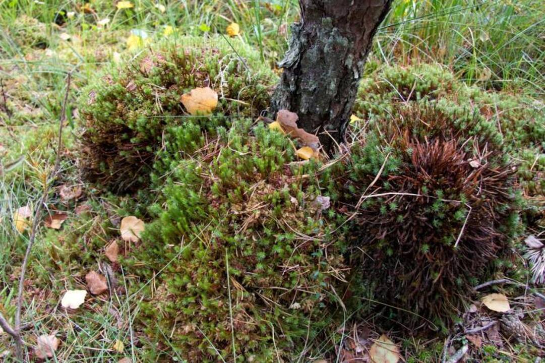 Kelionė po Kamanų valstybinį  gamtinį rezervatą