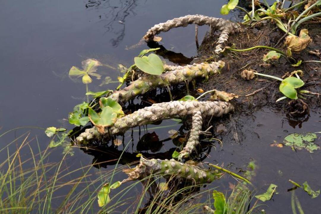 Kelionė po Kamanų valstybinį  gamtinį rezervatą