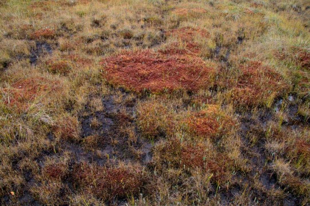 Kelionė po Kamanų valstybinį  gamtinį rezervatą