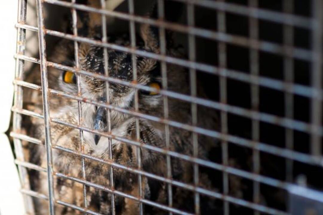Zoologijos sodas išlydėjo apuokus       