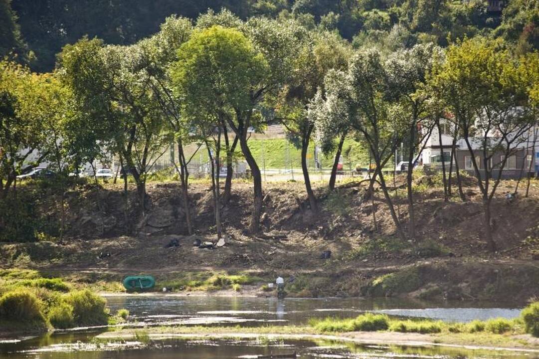 Nemuno pakrantėje medžiai virsta dėl grožio