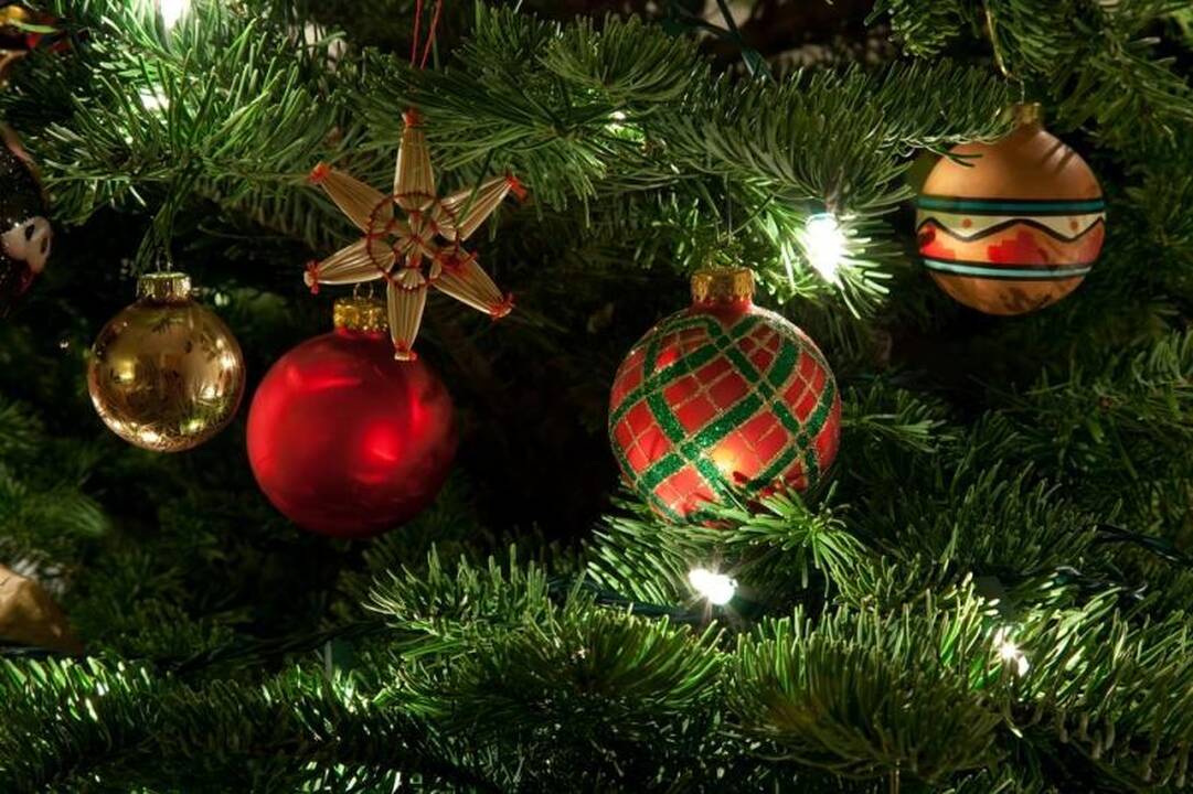 Miškininkai Kalėdoms dovanos eglės šakų (dar papildyta)