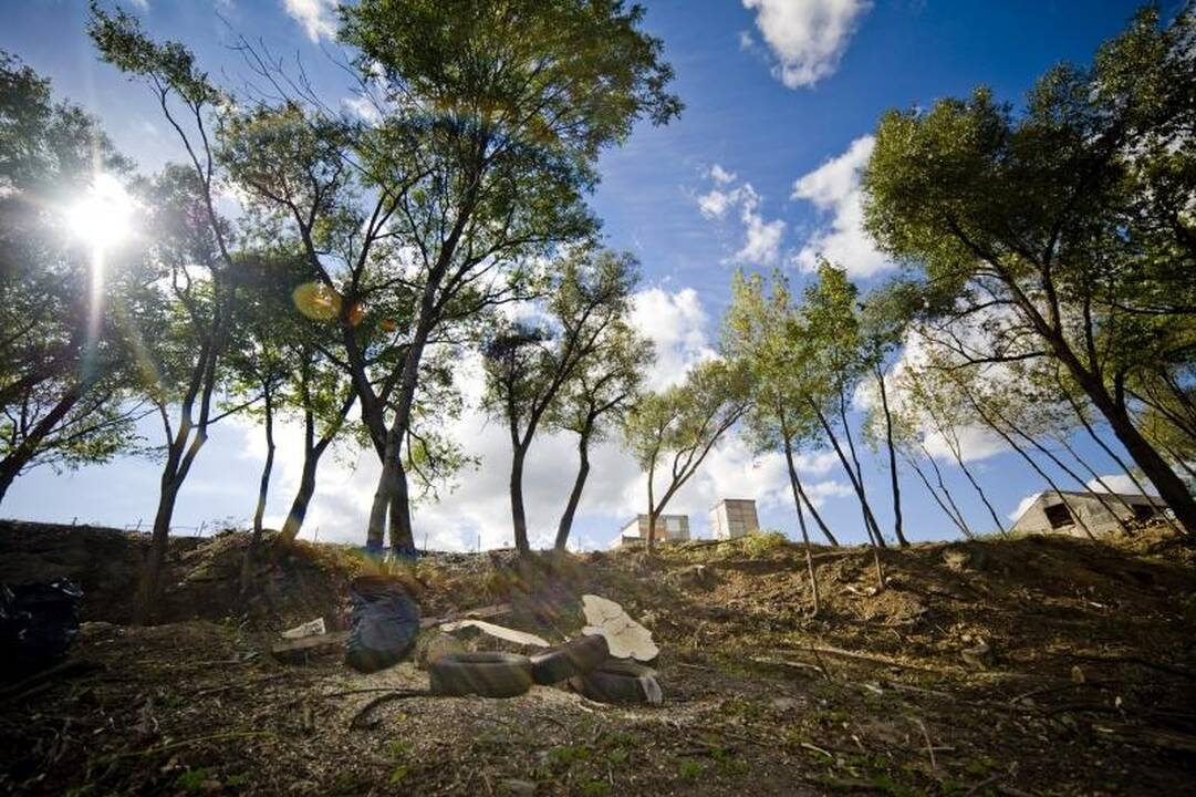 Nemuno pakrantėje medžiai virsta dėl grožio