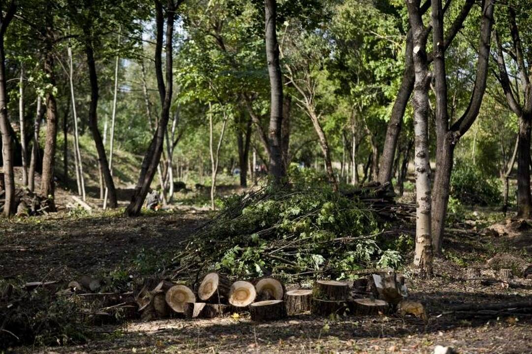 Nemuno pakrantėje medžiai virsta dėl grožio