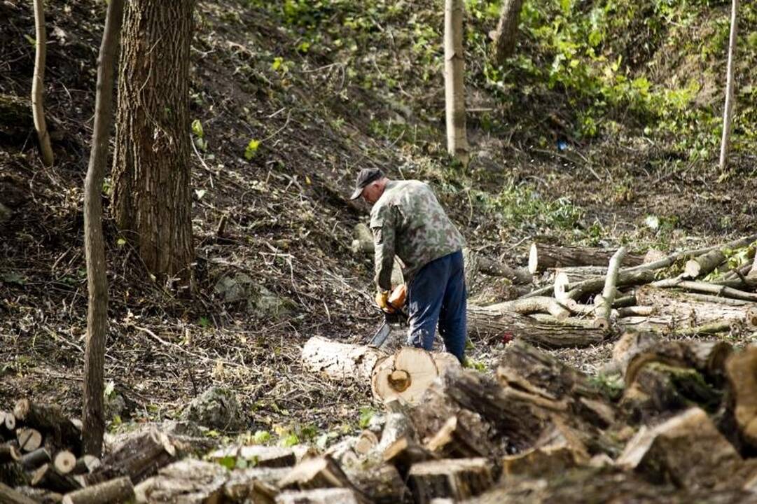 Nemuno pakrantėje medžiai virsta dėl grožio