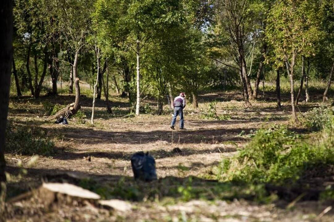 Nemuno pakrantėje medžiai virsta dėl grožio