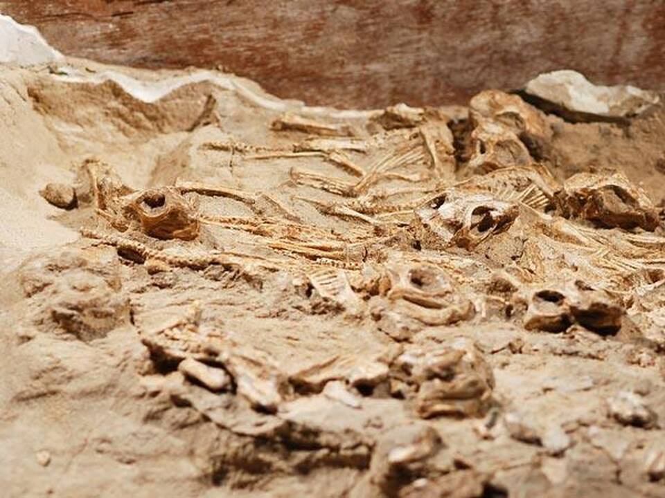 Atrastas dinozaurų lizdas atskleidė reptilijų švelnumą