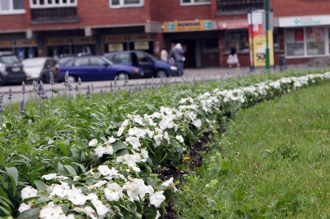 Klaipėdos gėlynams - daigai iš Ukmergės