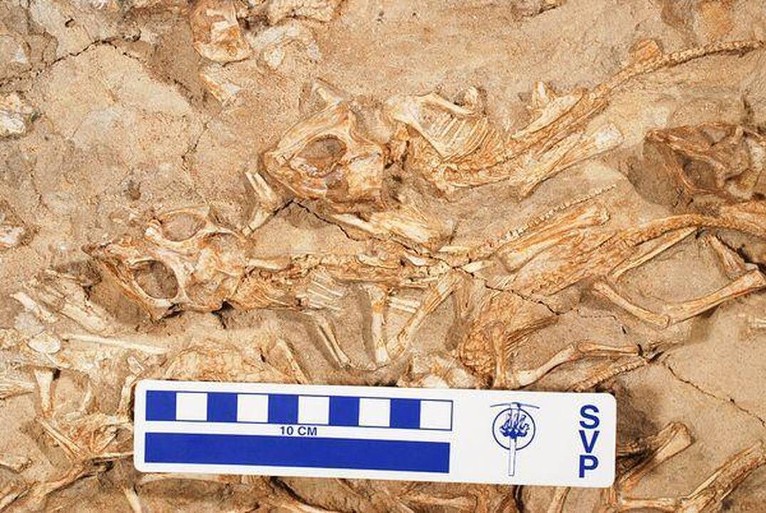 Atrastas dinozaurų lizdas atskleidė reptilijų švelnumą