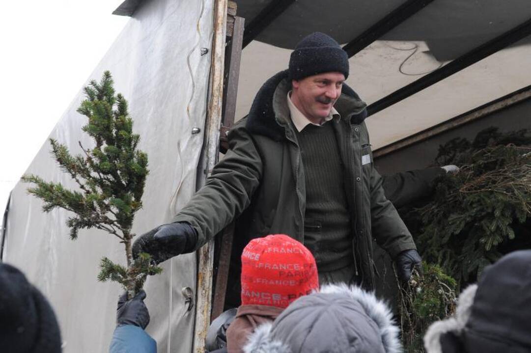 Šiandien miškininkai vilniečiams dalijo eglių šakas 