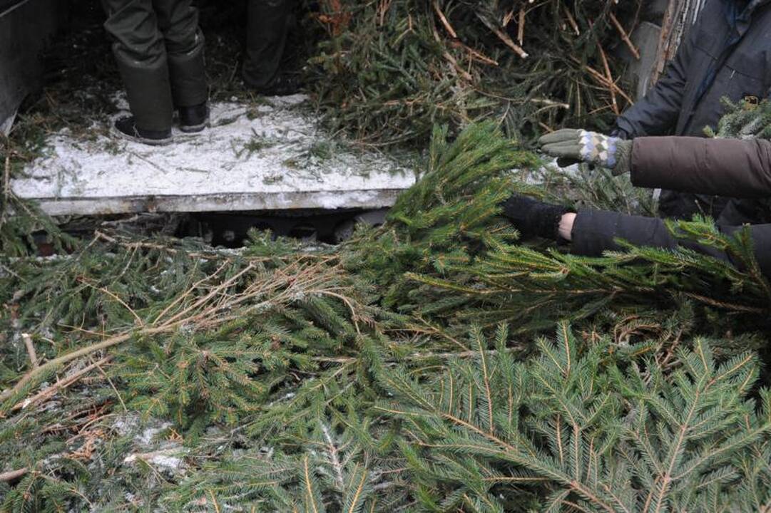 Šiandien miškininkai vilniečiams dalijo eglių šakas 