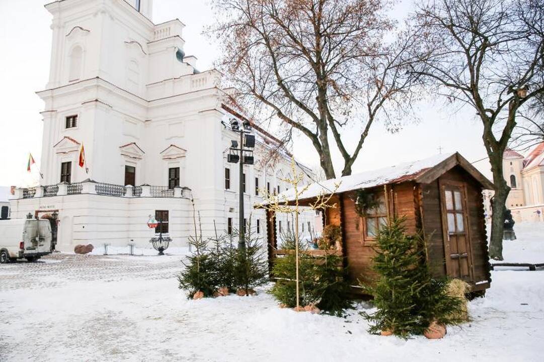 Rotušės    aikštėje  vėl  mekena avelės 