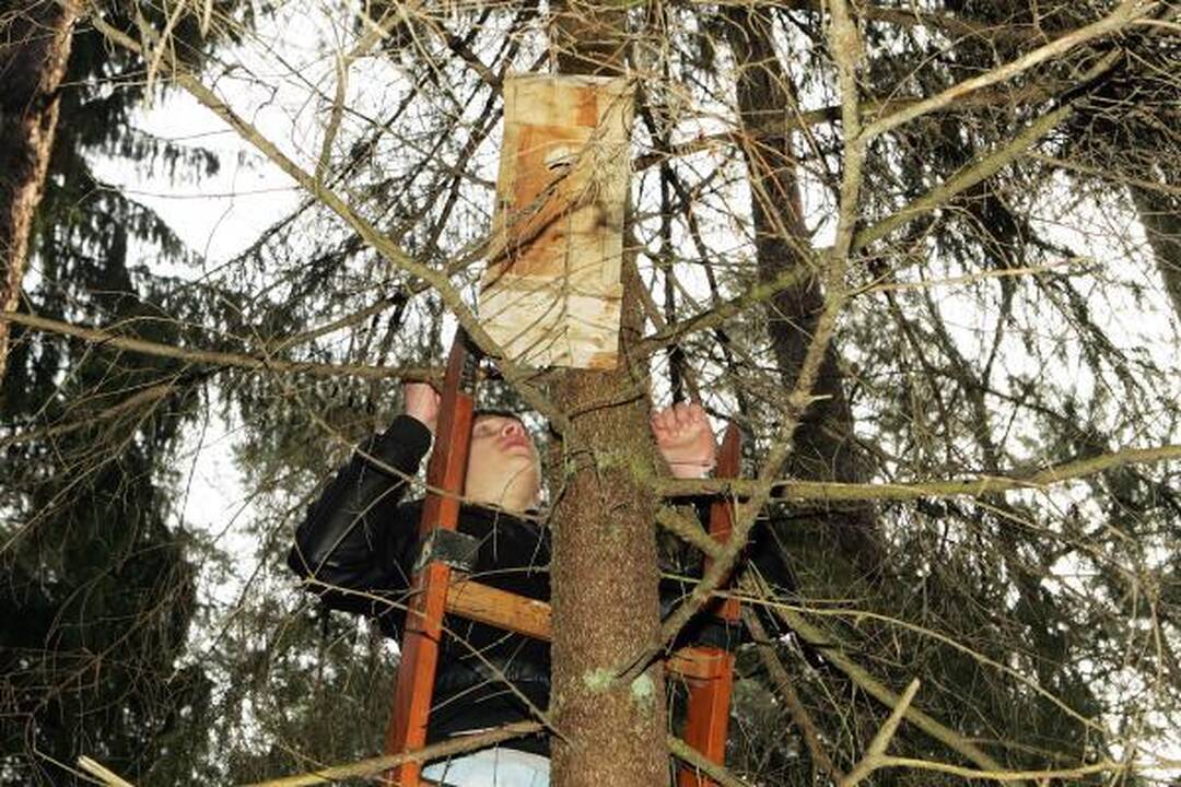 Dovana sugrįžtantiems paukščiams – inkilai
