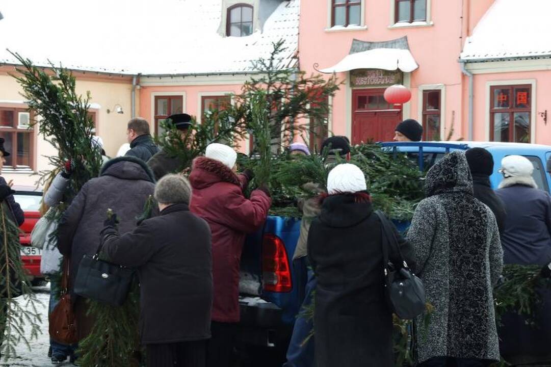 Klaipėdiečiai graibstė nemokamas eglių šakas