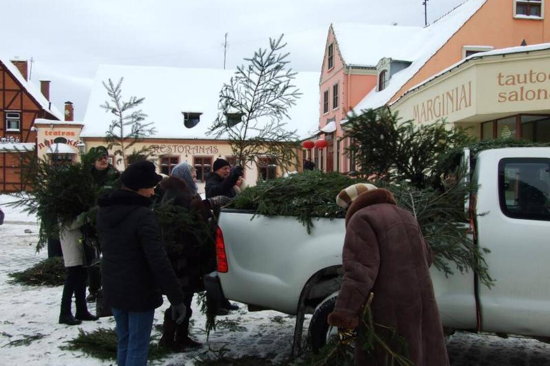 Klaipėdiečiai graibstė nemokamas eglių šakas