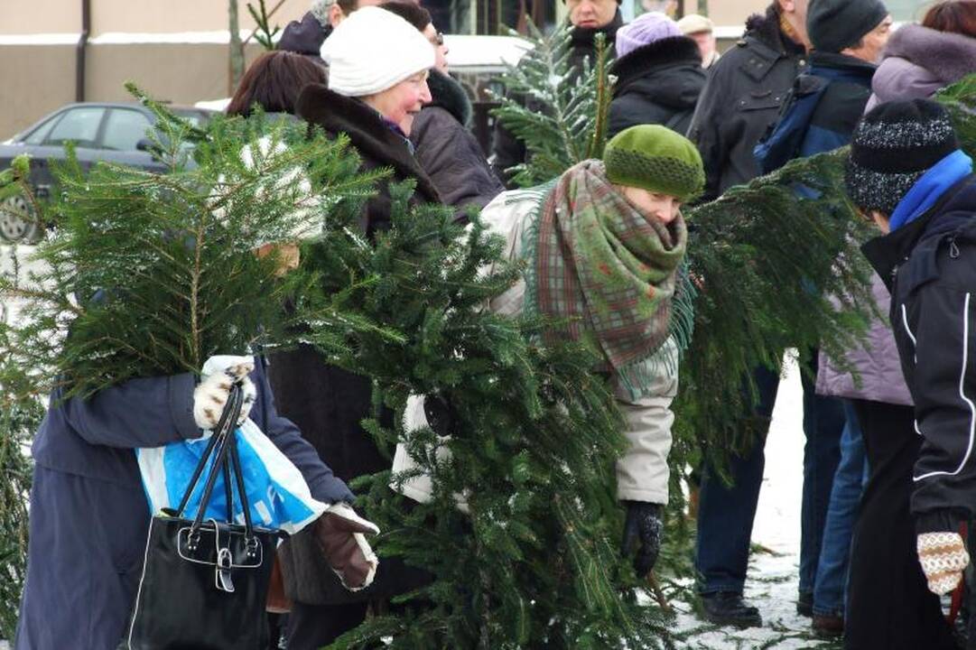 Klaipėdiečiai graibstė nemokamas eglių šakas