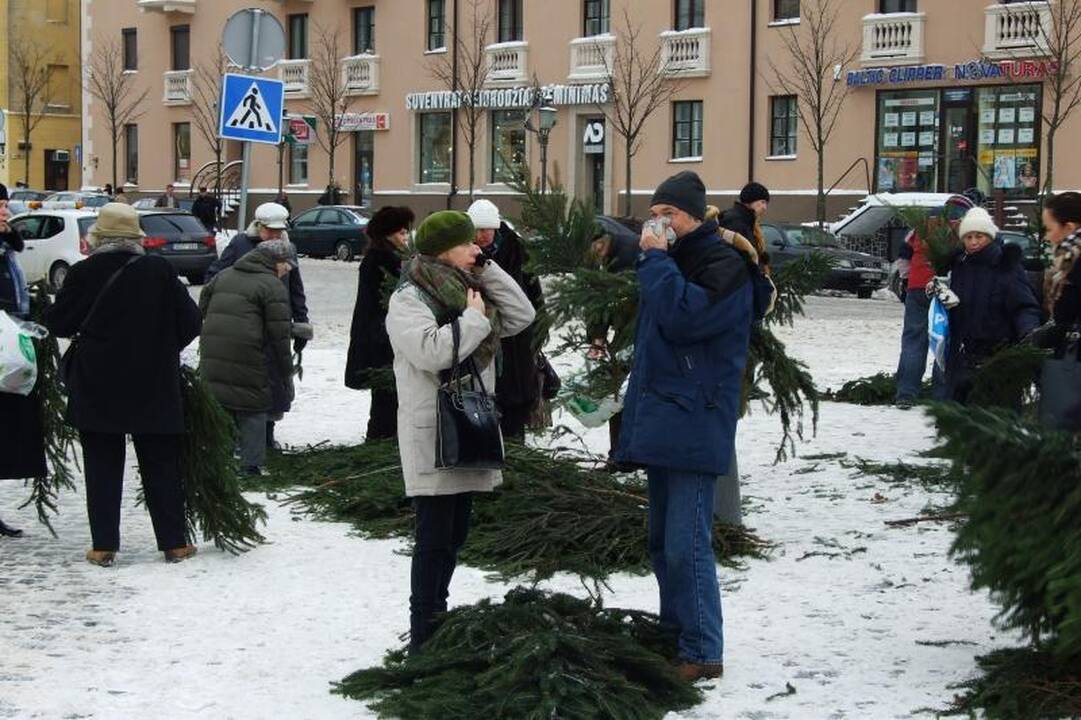 Klaipėdiečiai graibstė nemokamas eglių šakas