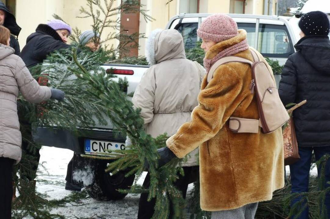 Klaipėdiečiai graibstė nemokamas eglių šakas